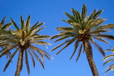 Arka planda palmiye ağaçları ve gökyüzü
