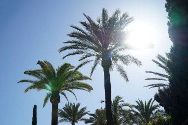 Bulutsuz gökyüzünde palmiye ağaçları ve güneş