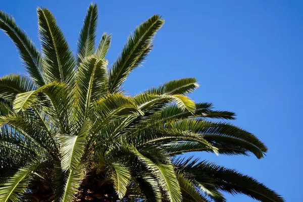 stock image Single palm tree and sky in background