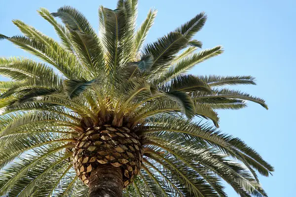 stock image Single palm tree and sky in background