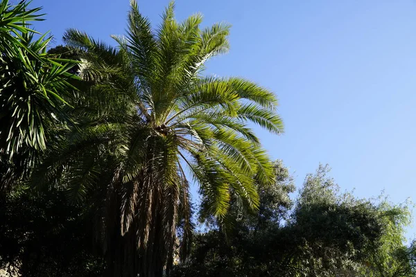 Palmen Und Himmel Hintergrund — Stockfoto
