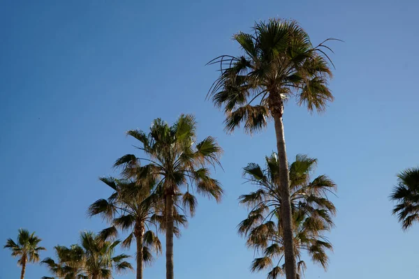 Пальмы Небо Заднем Плане — стоковое фото