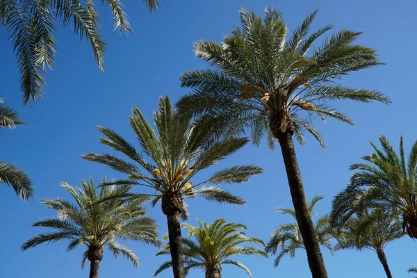 stock image Palm trees and sky in background