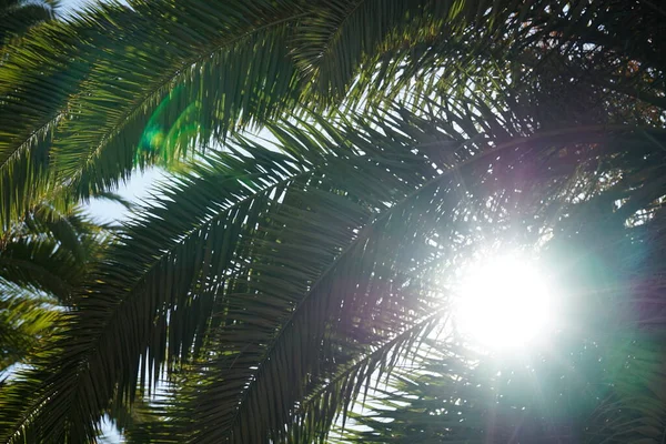 Солнце Светит Сквозь Пальмовые Листья — стоковое фото