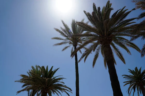 stock image Palm trees and sun on cloudless sky