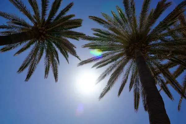 Пальмы Солнце Безоблачном Небе — стоковое фото