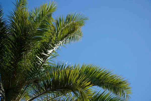 Enkel Palm Och Himmel Bakgrunden — Stockfoto