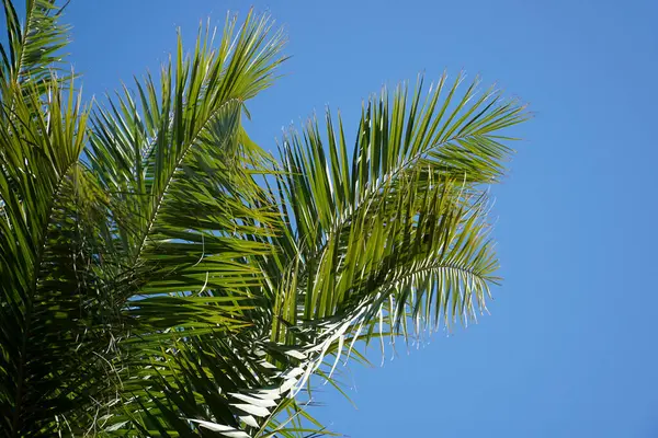 Enkel Palm Och Himmel Bakgrunden — Stockfoto