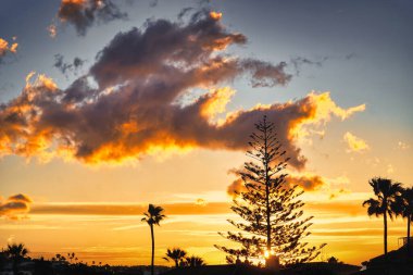Gün batımında dramatik gökyüzü ve ağaç siluetleri