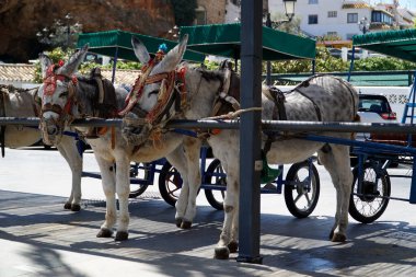 2 Nisan 2023 - Mijas, Endülüs İspanya - Eşek taksisi - Turist eğlencesi
