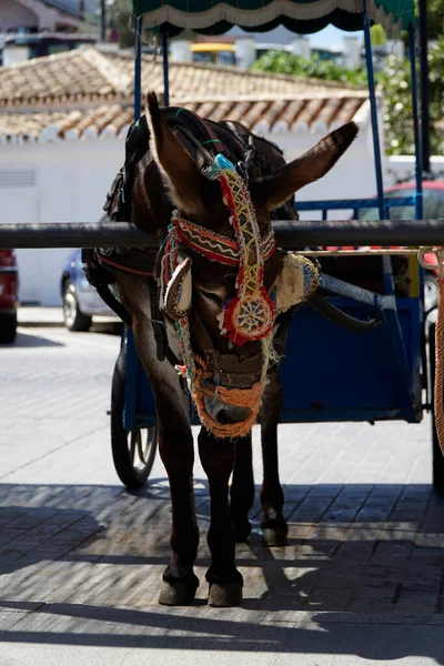 Aprile 2023 Mijas Andalusia Spagna Taxi Asino Attrazione Turistica — Foto Stock