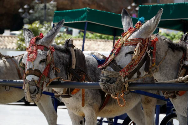 April 2Nd 2023 Mijas Andalusia Spain Donkey Taxi Tourist Attraction — Stock Photo, Image