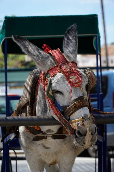 Απριλίου 2023 Mijas Ανδαλουσία Ισπανία Donkey Taxi Τουριστικό Αξιοθέατο — Φωτογραφία Αρχείου