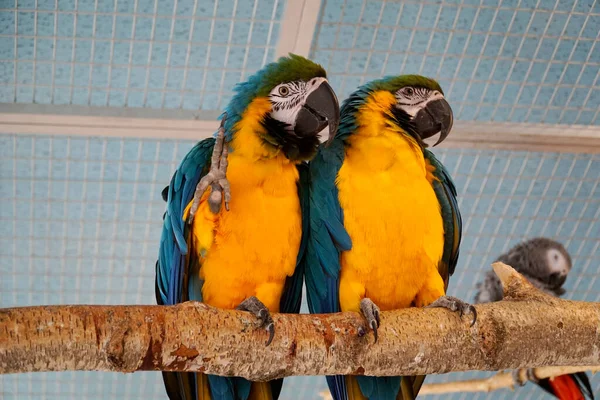 Dos Guacamayos Azules Amarillos Posados Una Rama —  Fotos de Stock