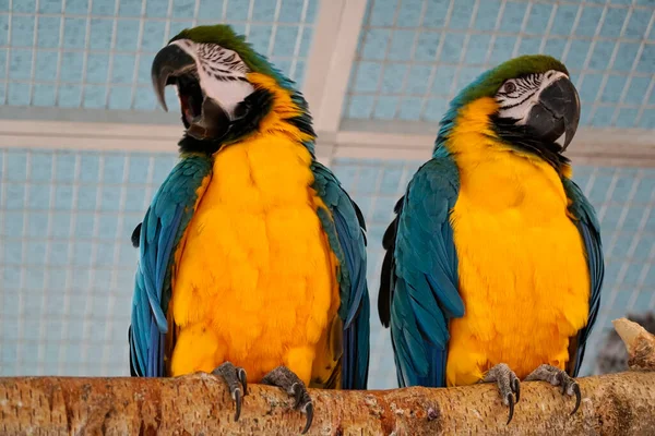 Dvě Modrá Žlutá Macaws Sedí Větvi — Stock fotografie