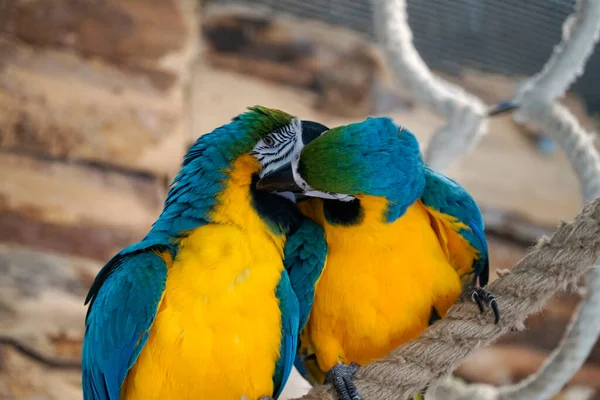 两只蓝色和黄色的金丝雀栖息在一根绳子上 — 图库照片