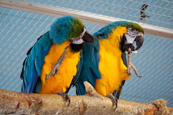 两只蓝色和黄色的金刚鹦鹉栖息在树枝上 — 图库照片