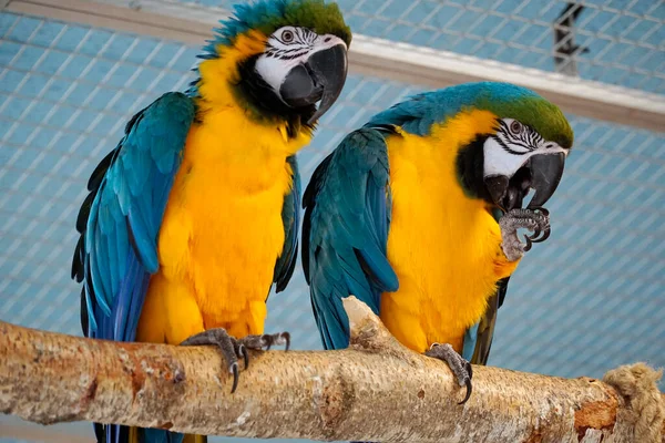Två Blå Och Gula Macaws Sittande Gren — Stockfoto