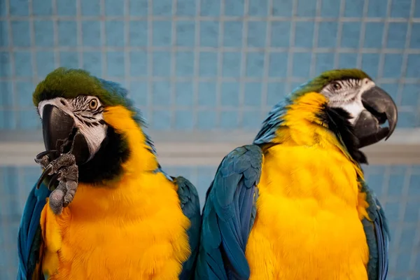 Dva Modré Žluté Macaws Zblízka — Stock fotografie