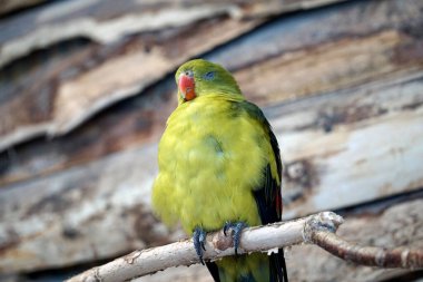 Uyuyan yeşil Amazon Papağanı bir ipe tünemiş