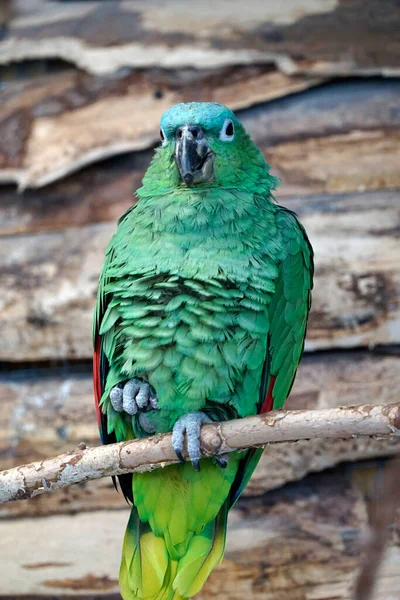 Green Amazon Parrot Perching Branch — Stock Photo, Image