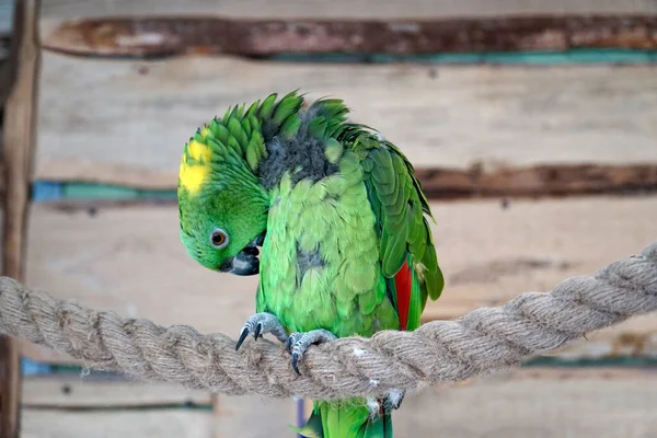 Grön Amazonas Papegoja Sittande Ett Rep — Stockfoto