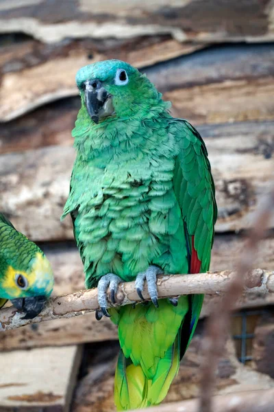 Grön Amazonas Papegoja Sittande Gren — Stockfoto