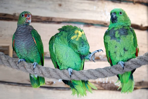 三只绿色亚马逊鹦鹉栖息在绳子上 — 图库照片