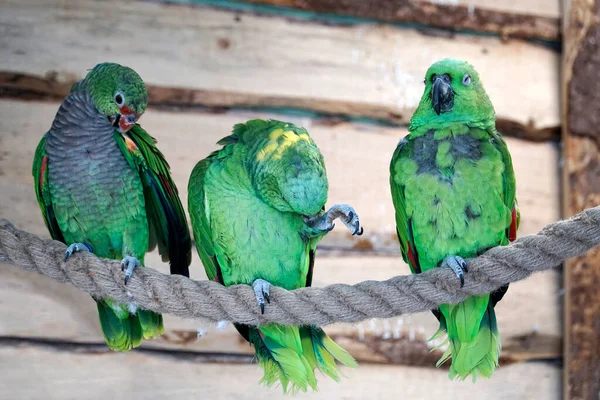 Троє Зелених Папуг Амазонки Які Сидять Мотузці — стокове фото