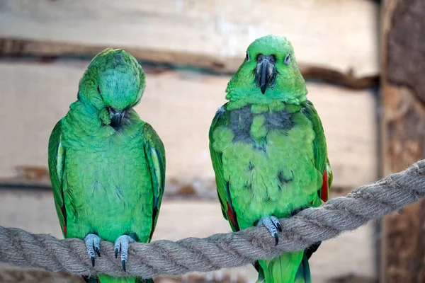 两只绿色的亚马逊鹦鹉栖息在绳子上 — 图库照片