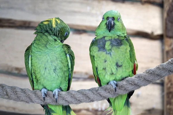 Два Зелених Папуги Амазонки Сидять Мотузці — стокове фото