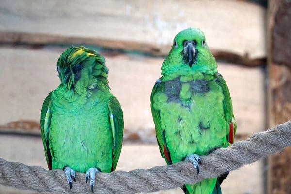 Två Gröna Amazonas Papegoja Sittande Ett Rep — Stockfoto