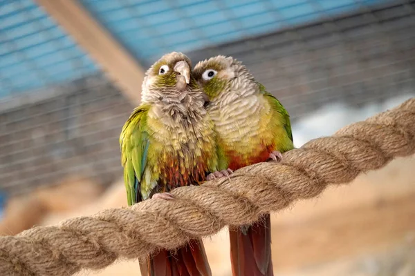 Kestane Rengi Göbekli Papağan Bir Ipe Tünemiş — Stok fotoğraf