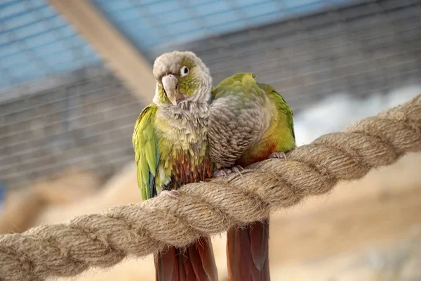 Два Папуги Maroon Bellied Conure Лежать Мотузці — стокове фото