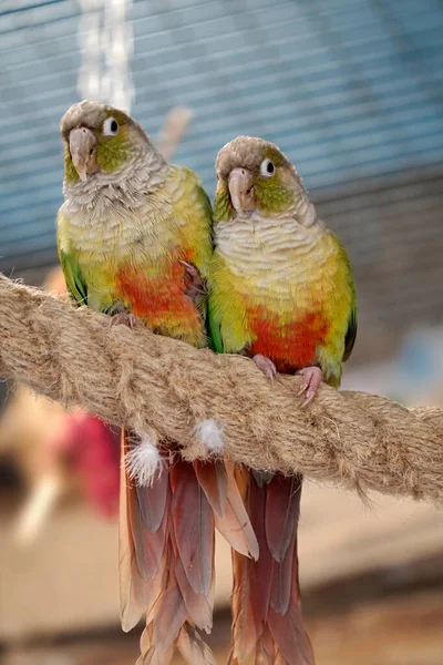 Zwei Kastanienbäuchige Conure Papageien Hocken Auf Einem Seil — Stockfoto