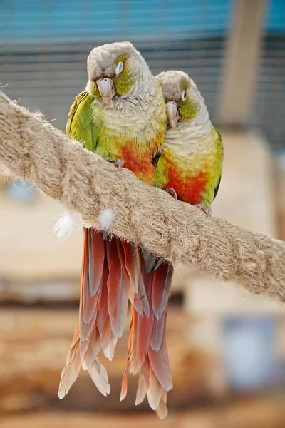 Два Папуги Maroon Bellied Conure Лежать Мотузці — стокове фото