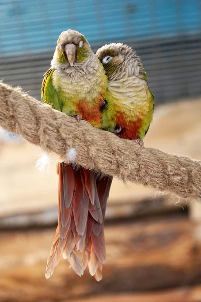 밧줄에 마리의 적갈색 앵무새 — 스톡 사진