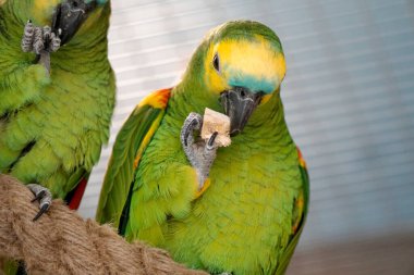 Yeşil ve sarı Budgerigar papağanları