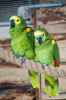 İki yeşil ve sarı Budgerigar papağanı bir ipe tünemiş.