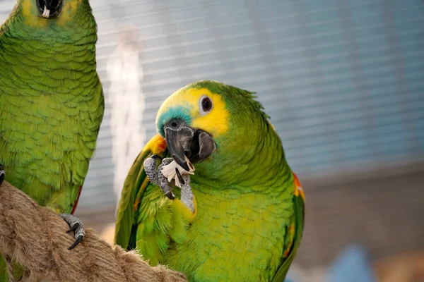 Yeşil Sarı Budgerigar Papağanları — Stok fotoğraf