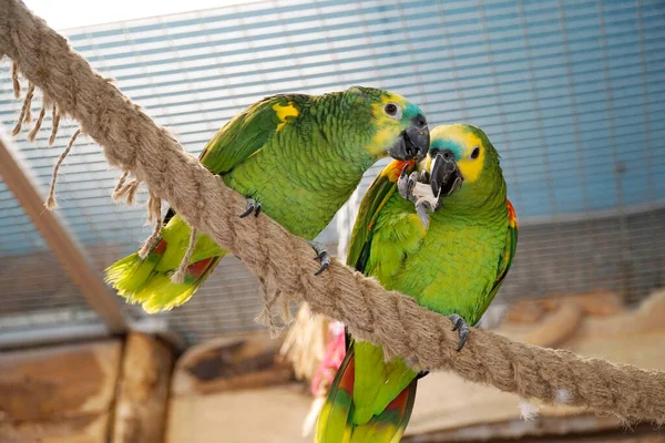 两只绿色和黄色的巴吉里加鹦鹉栖息在绳子上 — 图库照片