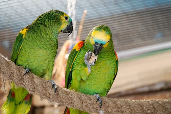 Dva Zelení Žlutí Papoušci Budgerigarovi Sedící Laně — Stock fotografie