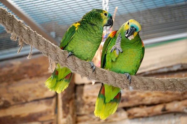 Два Зелених Жовтих Папуг Буджари Мотузці — стокове фото