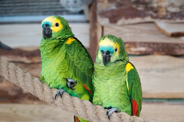 Dva Zelení Žlutí Papoušci Budgerigarovi Sedící Laně — Stock fotografie