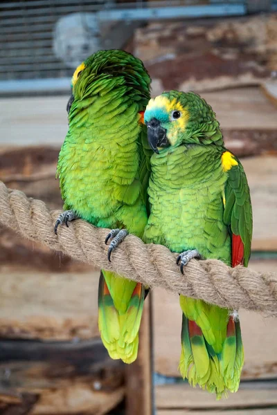 Deux Perroquets Budgerigar Verts Jaunes Perchés Sur Une Corde — Photo