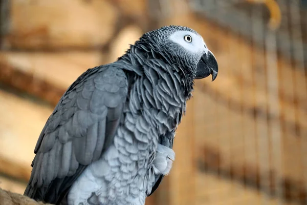Papagaio Cinzento Africano Fundo Desfocado — Fotografia de Stock