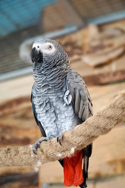 African Grey Parrot Red Tail Perching Rope — Stock Photo, Image