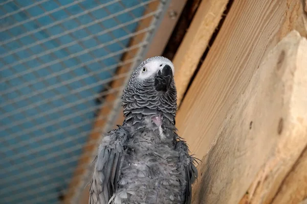 Погляд Африканського Сірого Папуги Знизу — стокове фото