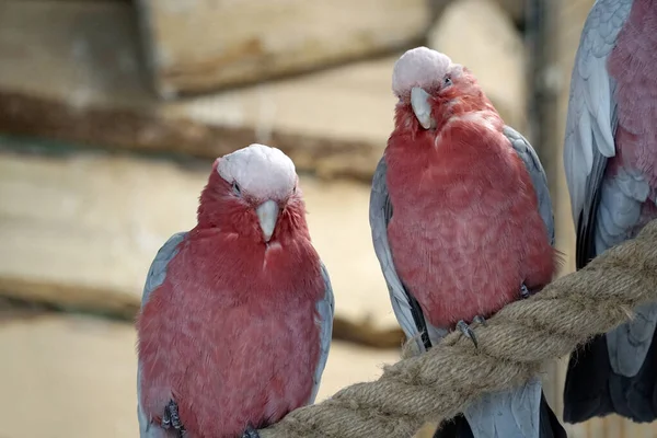 Due Pappagalli Cockatoo Rosa Grigi Appollaiati Una Corda — Foto Stock