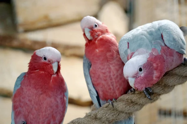 Três Papagaios Cacatua Rosa Cinza Empoleirados Uma Corda — Fotografia de Stock